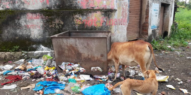 पालीत मोकाट गुरे, श्‍वानांना उकिरड्याचा आधार