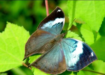 जिल्ह्यात रंगीबेरंगी फुलपाखरांची अनोखी दुनिया