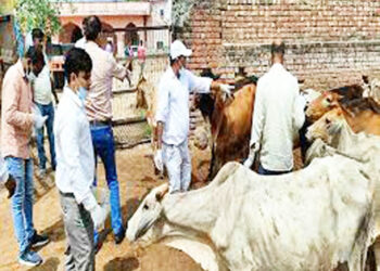 लम्पी प्रतिबंधक कारवाई सुरू