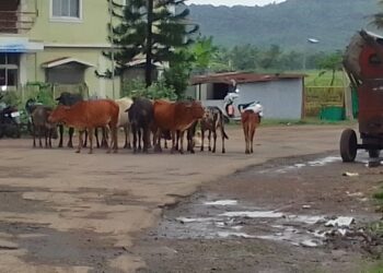 उनाड गुरांमुळे वाहनचालकांची डोकेदुखी