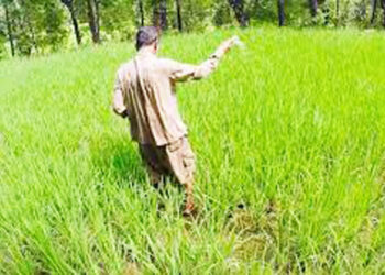 भातशेतीला खोडकिड्याचा प्रादुर्भाव