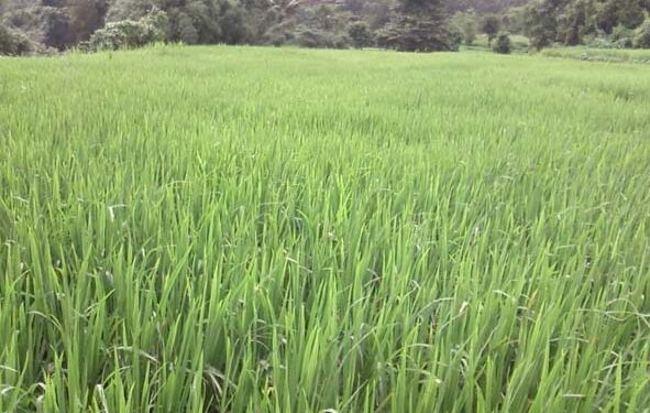 भातपिकावर कीड रोगांचा वाढता प्रादुर्भाव