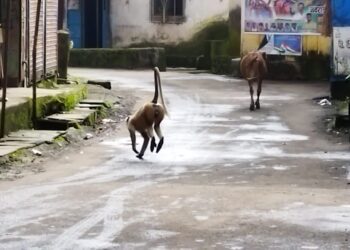 विळ्यात जंगली माकडाचा हैदोस