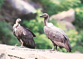 प्रोटेक्ट जटायू प्रकल्प : गिधाडांसाठी वरदान