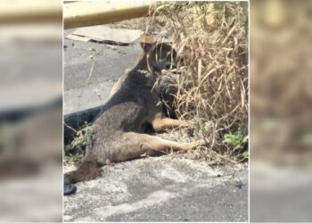 वाहनाच्या धडकेत कोल्हा जखमी