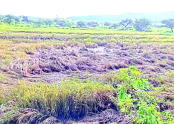 शेतकर्‍याची दिवाळी चिखलात