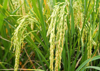 बदलत्या वातावरणामुळे शेतकरी चिंताग्रस्त