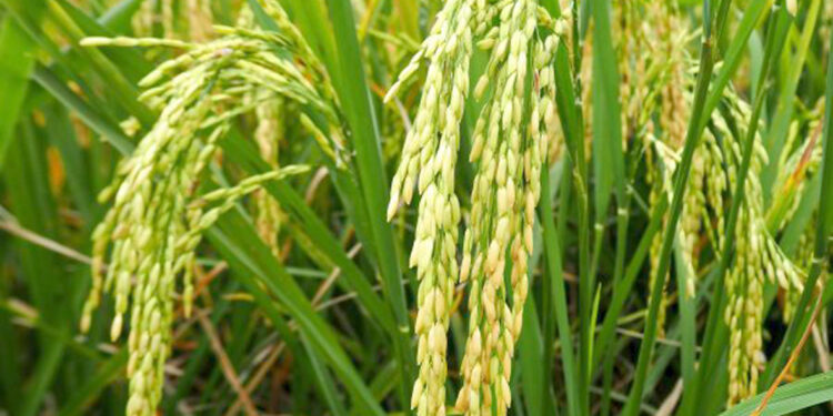 बदलत्या वातावरणामुळे शेतकरी चिंताग्रस्त