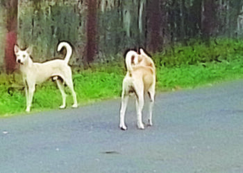 मुरुडमध्ये भटक्या कुत्र्यांची दहशत