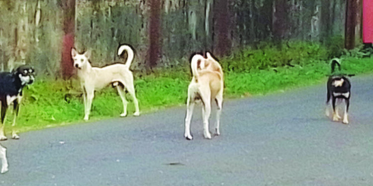 मुरुडमध्ये भटक्या कुत्र्यांची दहशत