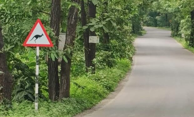 वाकण-खोपोली मार्गावर कांगारू अवतरले