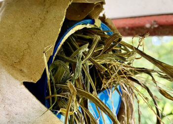 कृत्रिम घरट्यात नांदू लागले ठिपकेवाली मुनियाचे कुटुंब