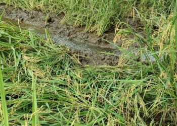 कापणीच्या हंगामात परतीच्या पावसाचा धुमाकूळ