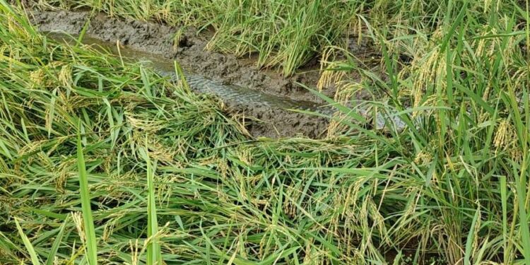 कापणीच्या हंगामात परतीच्या पावसाचा धुमाकूळ
