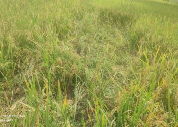 रानडुकरांनी भातपिकाची केली नासाडी