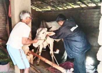 कर्जत तालुक्यात लंम्पीचा सहावा बळी