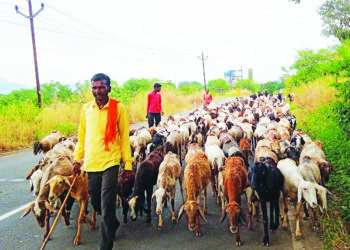 शेतीची कामे खोळंबल्यामुळे  मेंढपाळचा निवार्‍याचा प्रश्‍न