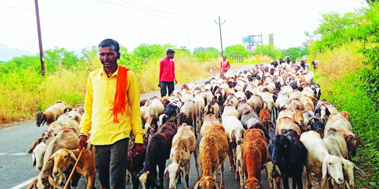 शेतीची कामे खोळंबल्यामुळे  मेंढपाळचा निवार्‍याचा प्रश्‍न