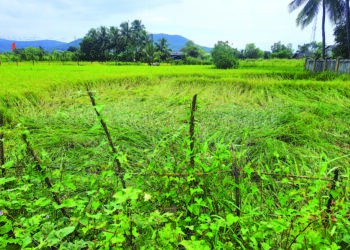 अतिपावसाचा भातशेतीला फटका