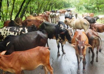 मोकाट गुरांमुळे वाहनचालक त्रस्त
