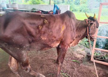 जनावरांचे लसीकरण करण्याचे आवाहन