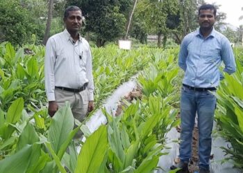 माणगावात मलचींगद्वारे हळदीची लागवड