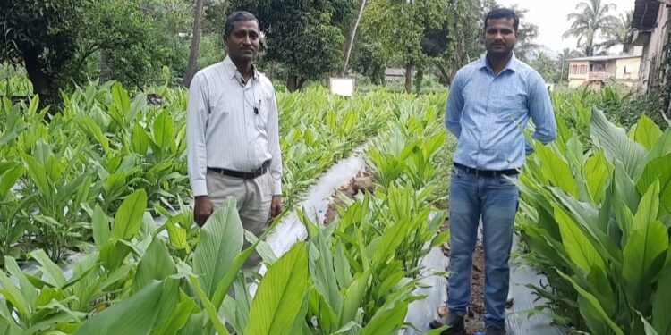 माणगावात मलचींगद्वारे हळदीची लागवड