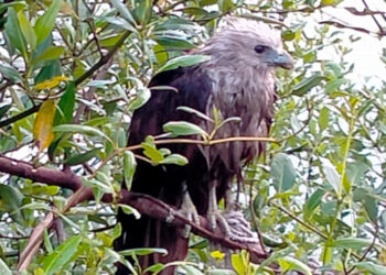 सागरी गरुड प्रजाती संवर्धन करण्याची गरज