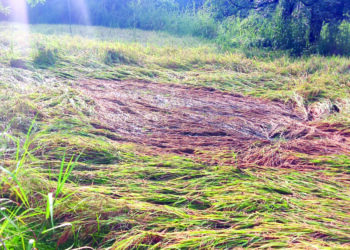 परतीच्या पावसाने मोत्यासारखी पिकांची नासधूस