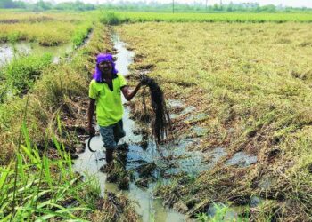 कापणीच्या हंगामात परतीच्या पावसाचा धुमाकूळ
