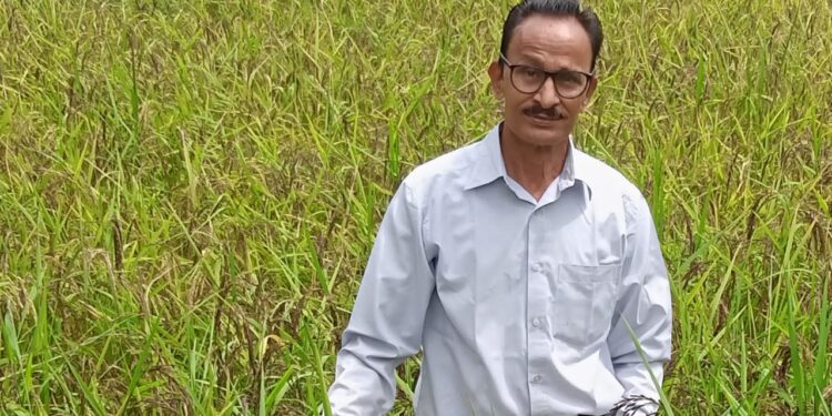 काळ्या तांदळाने उंचावणार जीवनमान