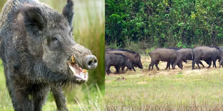 रानडुकरांमुळे शेतीचे नुकसान; भरपाई मात्र नाही