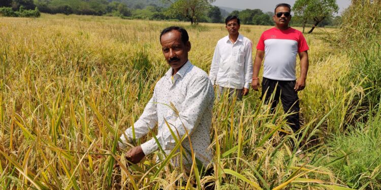 रायगडात रुजला भाताचा नवीन वाण;कृषी विभागाने घेतली दखल