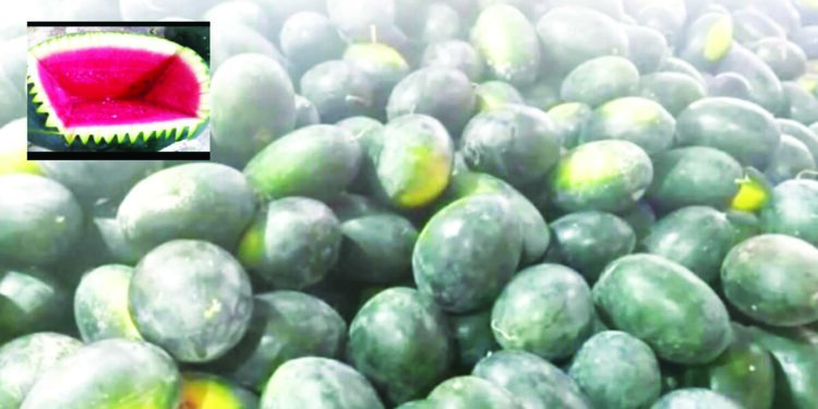 एपीएमसी मार्केटमध्ये विजय, विराज कलिंगडे