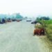 महामार्गावर मोकाट गुरांचा रास्तारोको; अपघाताचा धोका