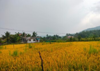 परतीच्या पावसामुळे भात कापणी लांबणीवर