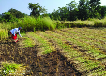 बळीराजा भातकापणीत व्यस्त