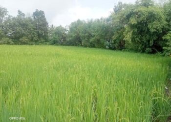 भातशेतीचे भवितव्य पावसाच्या हाती