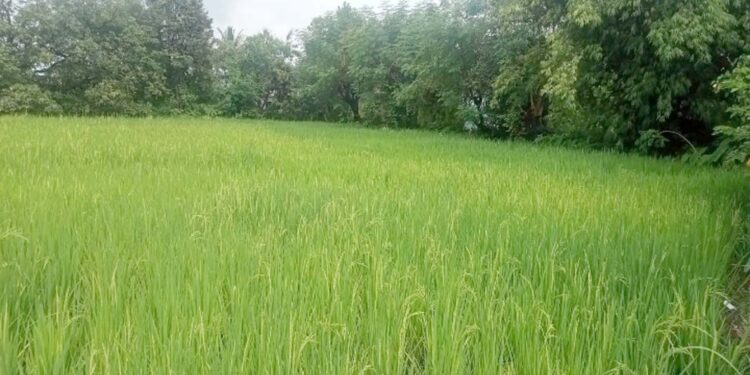 भातशेतीचे भवितव्य पावसाच्या हाती