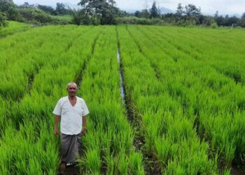 भातशेतीत एस.आर.टी. तंत्रज्ञान ठरतेय फायदेशीर