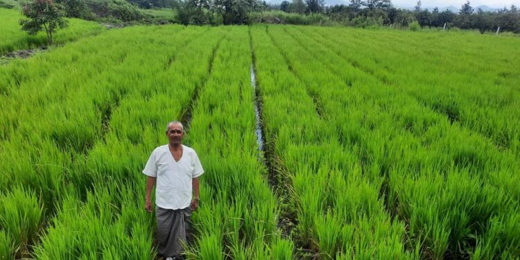 भातशेतीत एस.आर.टी. तंत्रज्ञान ठरतेय फायदेशीर