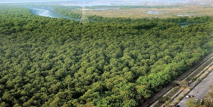 कांदळवनावर सीसीटीव्हीची नजर