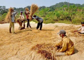 भातकापणीत उन्हाळामुळे मजूर हैराण