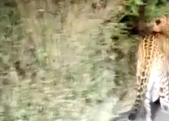 बिबट्या आला रे! कर्जत तालुक्यात लोकवस्तीजवळ वावर