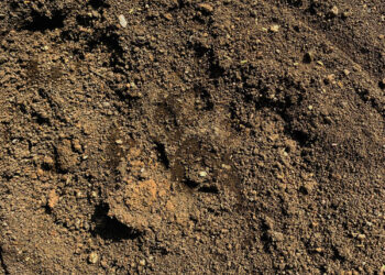 कर्जत तालुक्यात बिबट्याचा वावर; गायीवर हल्ला