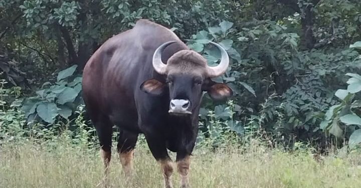 सुकेळी खिंडीत रानगव्याचे दर्शन