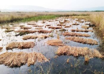 खाडीचे दरवाजे तुटल्याने भात पिकांना फटका
