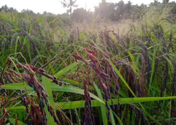मजगावमध्ये बहरली काळ्या तांदळाची शेती