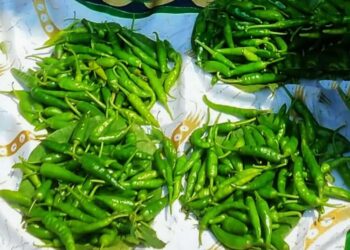 ठाकरी मिरचीचा ग्राहकांना ठसका