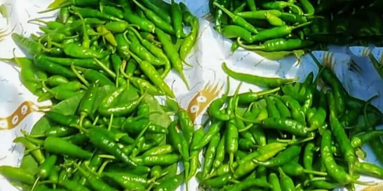 ठाकरी मिरचीचा ग्राहकांना ठसका